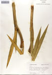 000053309-thumbnail.jpg