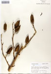 000053318-thumbnail.jpg