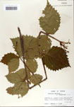 000059109-thumbnail.jpg