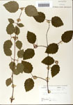 000059116-thumbnail.jpg