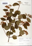 000059117-thumbnail.jpg