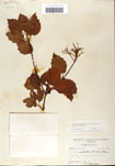 000059119-thumbnail.jpg