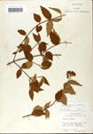 000059154-thumbnail.jpg