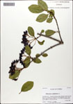 000059698-thumbnail.jpg