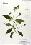 000059955-thumbnail.jpg