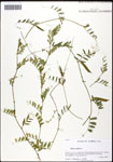 000061041-thumbnail.jpg