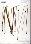 000061387-thumbnail.jpg