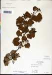 000061452-thumbnail.jpg