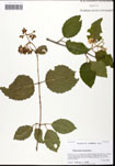000061936-thumbnail.jpg