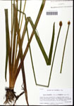 000061942-thumbnail.jpg