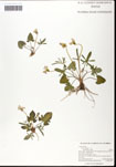 000062010-thumbnail.jpg