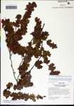 000062153-thumbnail.jpg