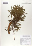 000062161-thumbnail.jpg