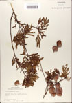 000062163-thumbnail.jpg