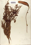 000062167-thumbnail.jpg