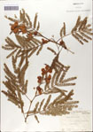 000062168-thumbnail.jpg