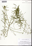 000062401-thumbnail.jpg