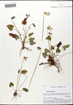 000062421-thumbnail.jpg