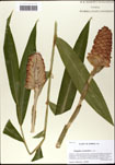 000063442-thumbnail.jpg