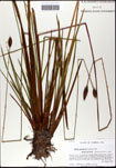 000063447-thumbnail.jpg