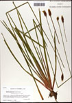 000063454-thumbnail.jpg