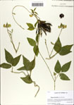 000063496-thumbnail.jpg
