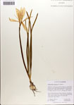 000063539-thumbnail.jpg