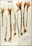 000063549-thumbnail.jpg