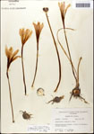 000063550-thumbnail.jpg