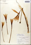 000063551-thumbnail.jpg