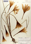 000063553-thumbnail.jpg