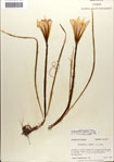 000063554-thumbnail.jpg
