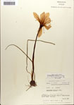 000063557-thumbnail.jpg