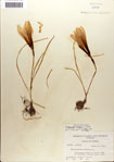 000063563-thumbnail.jpg
