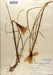 000063570-thumbnail.jpg