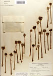 000063575-thumbnail.jpg