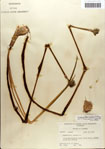 000063576-thumbnail.jpg