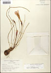 000063582-thumbnail.jpg