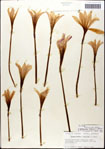 000063596-thumbnail.jpg