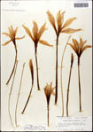 000063598-thumbnail.jpg