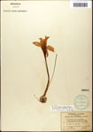 000063603-thumbnail.jpg