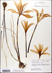000063607-thumbnail.jpg