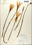 000063608-thumbnail.jpg