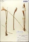 000063611-thumbnail.jpg