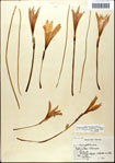 000063615-thumbnail.jpg