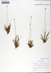 000063737-thumbnail.jpg