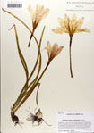 000063848-thumbnail.jpg