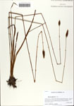 000064081-thumbnail.jpg