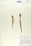000065428-thumbnail.jpg
