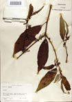 000066337-thumbnail.jpg
